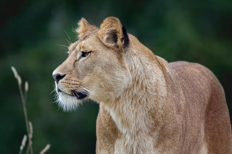 Lion in the wild